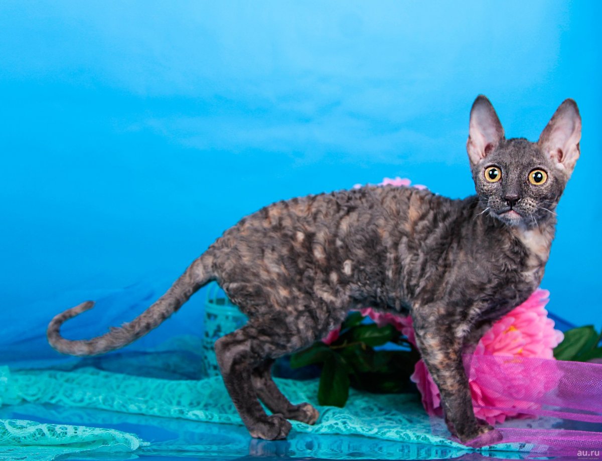Сфинкс Корниш рекс стриженный