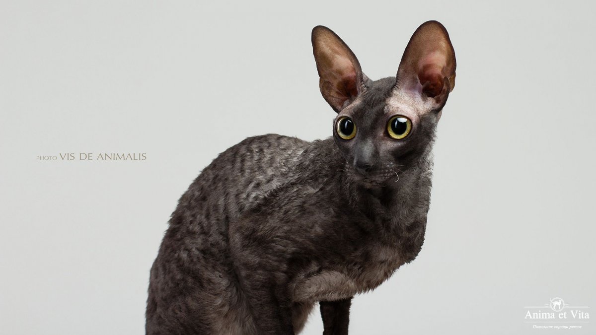 Корниш рекс биколор