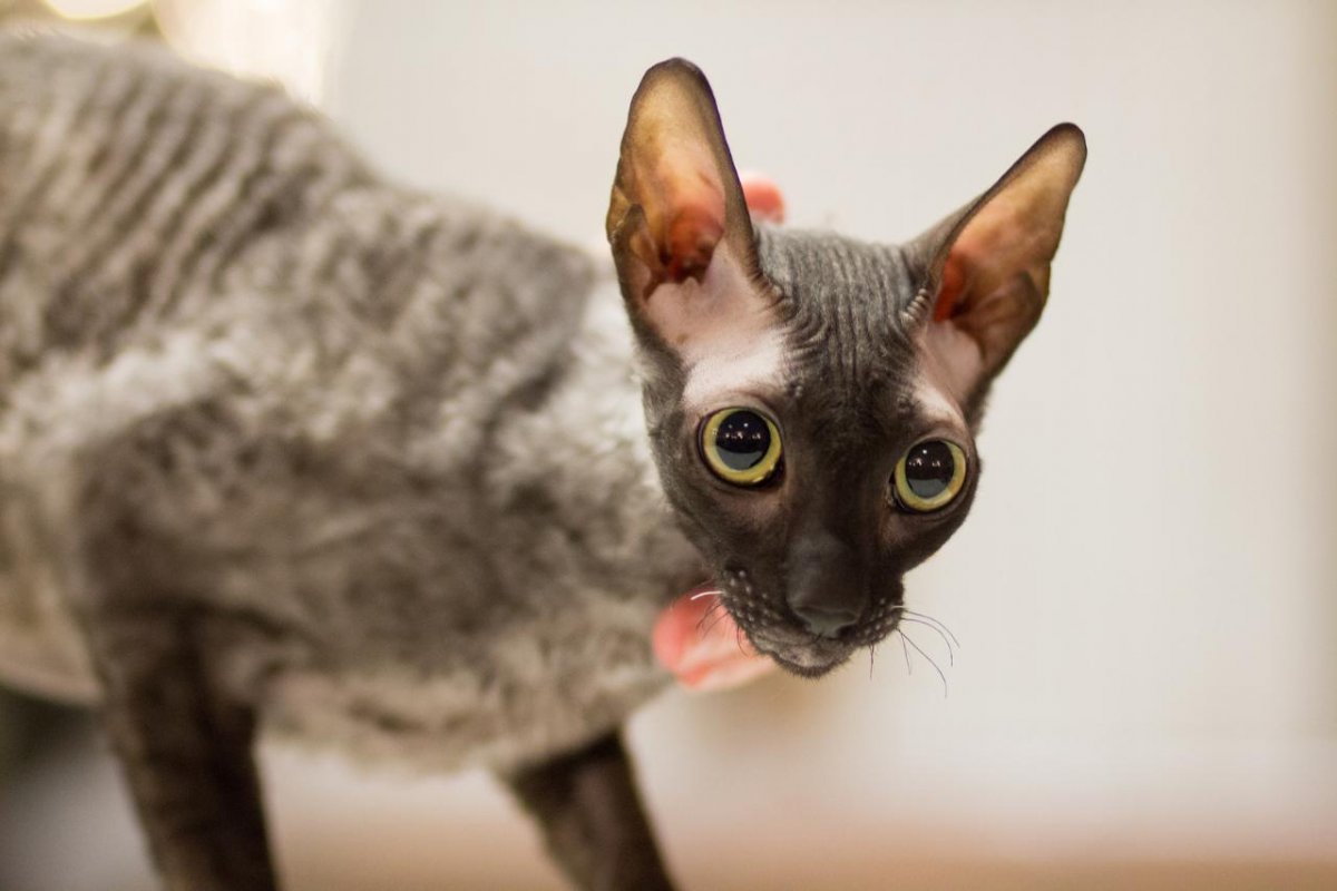 Кот порода Корниш рекс