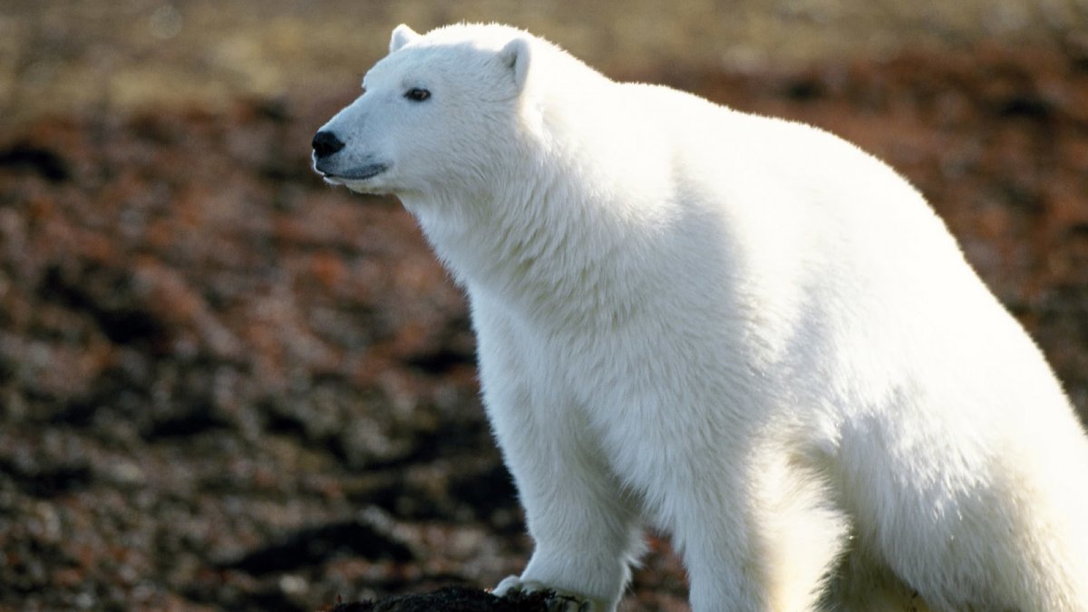 Белый мишка