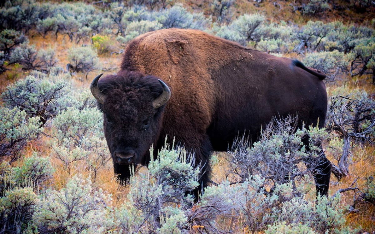 Северная Америка ЗУБР