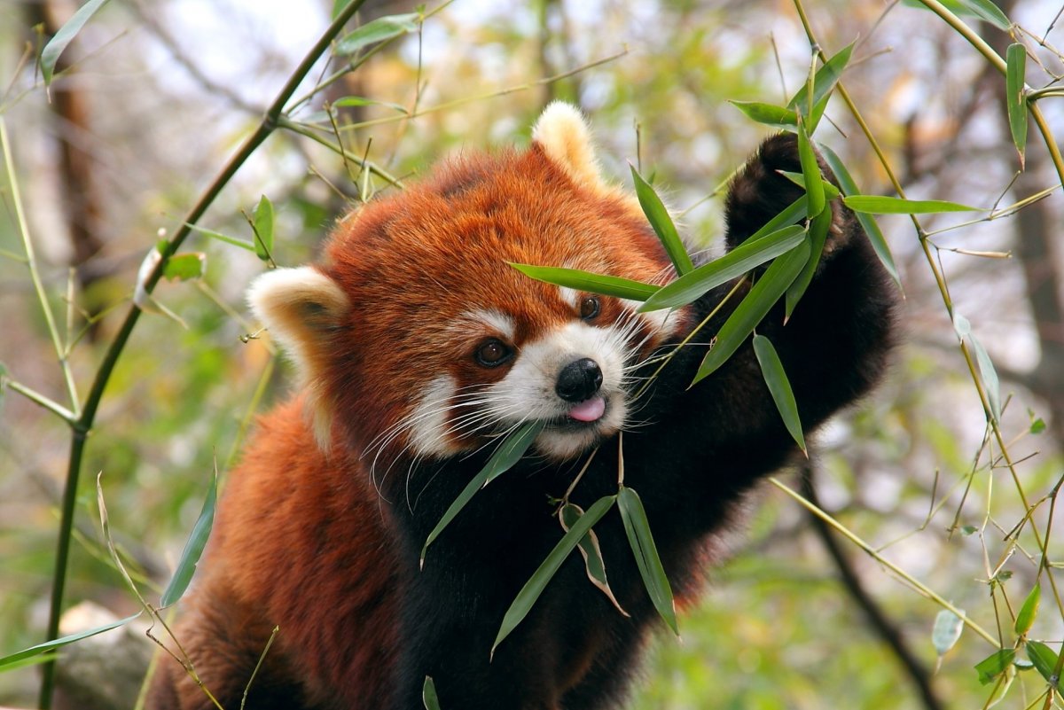 Животные фауны