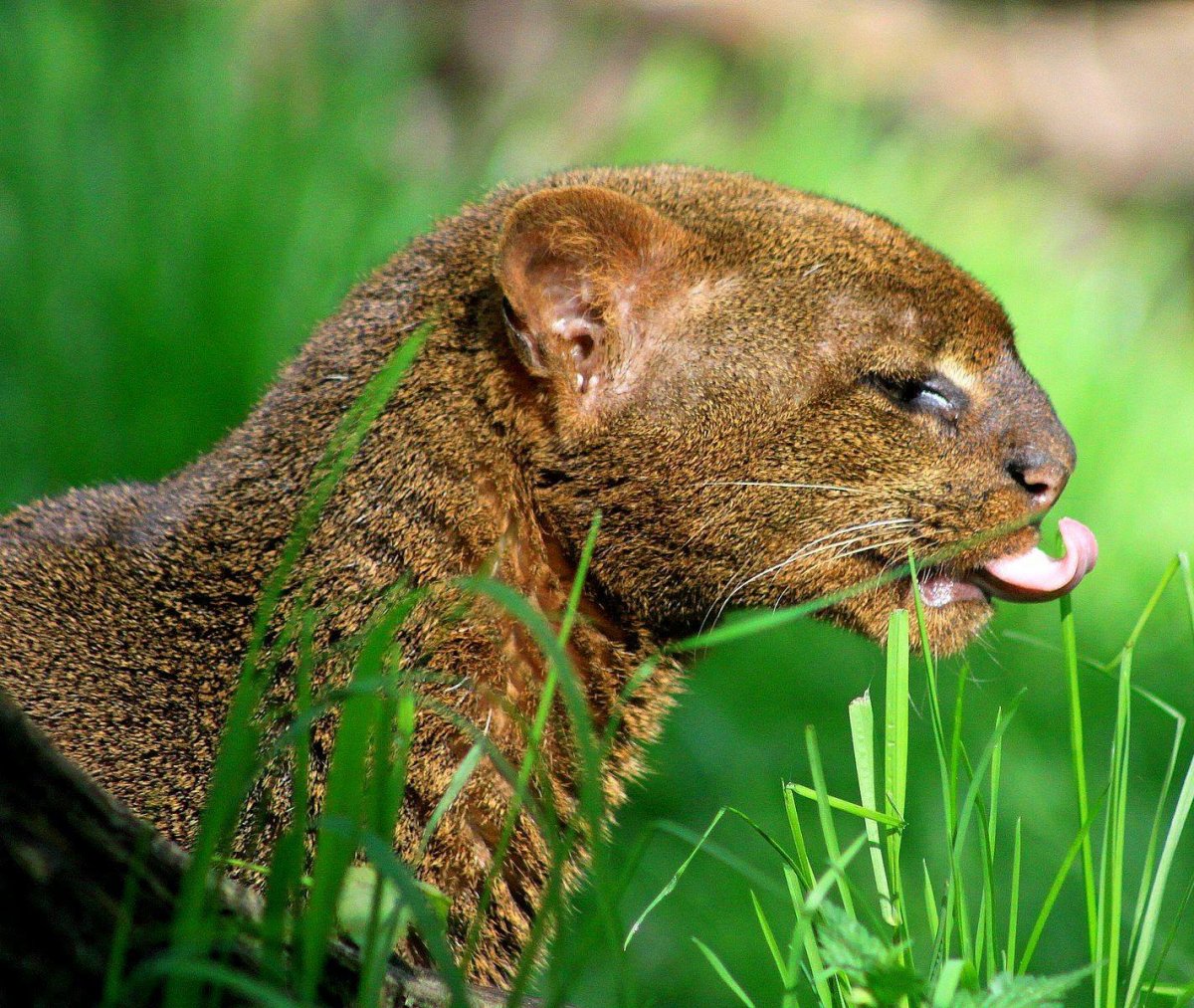 Черная ягуарунди