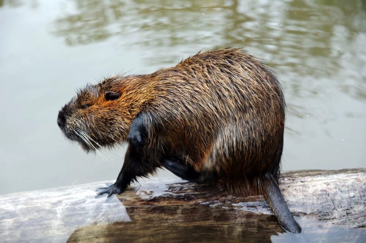 Нутра животное