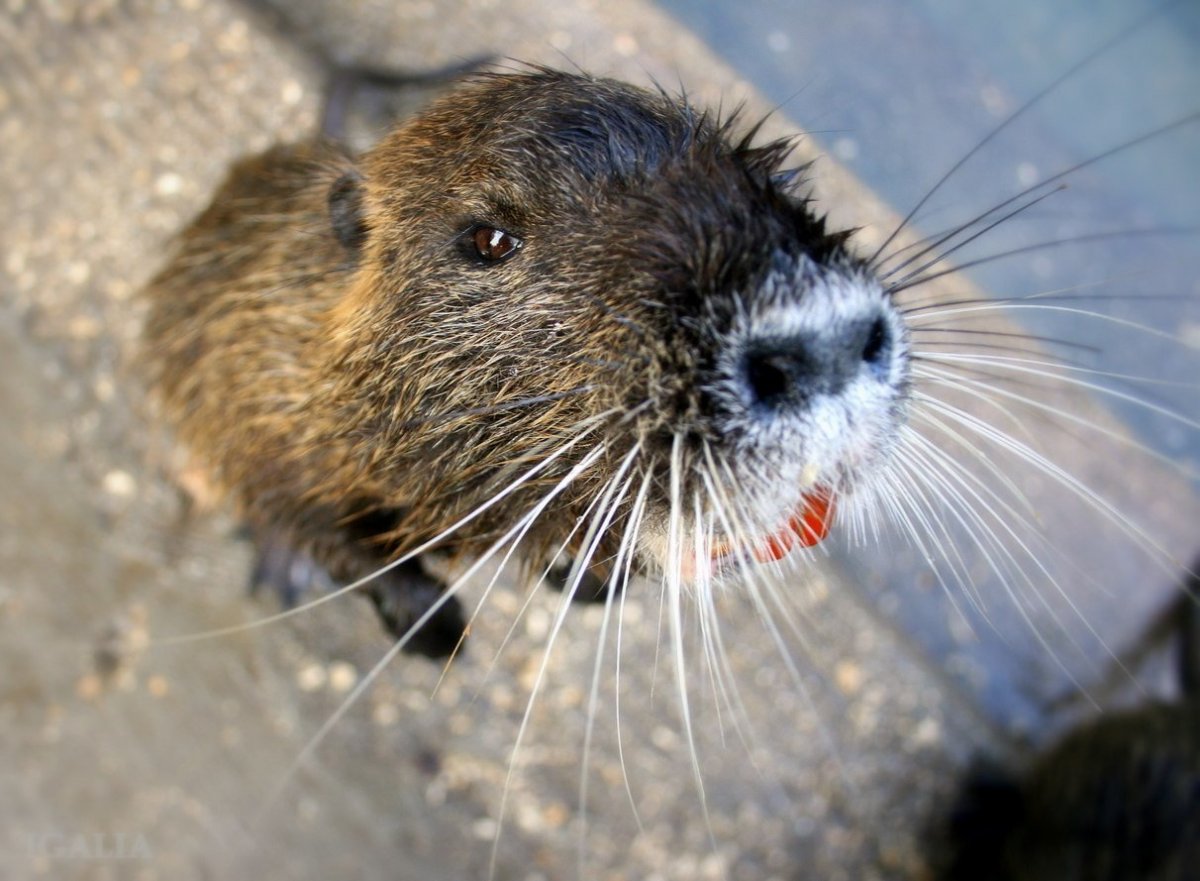 Нутрия домашняя