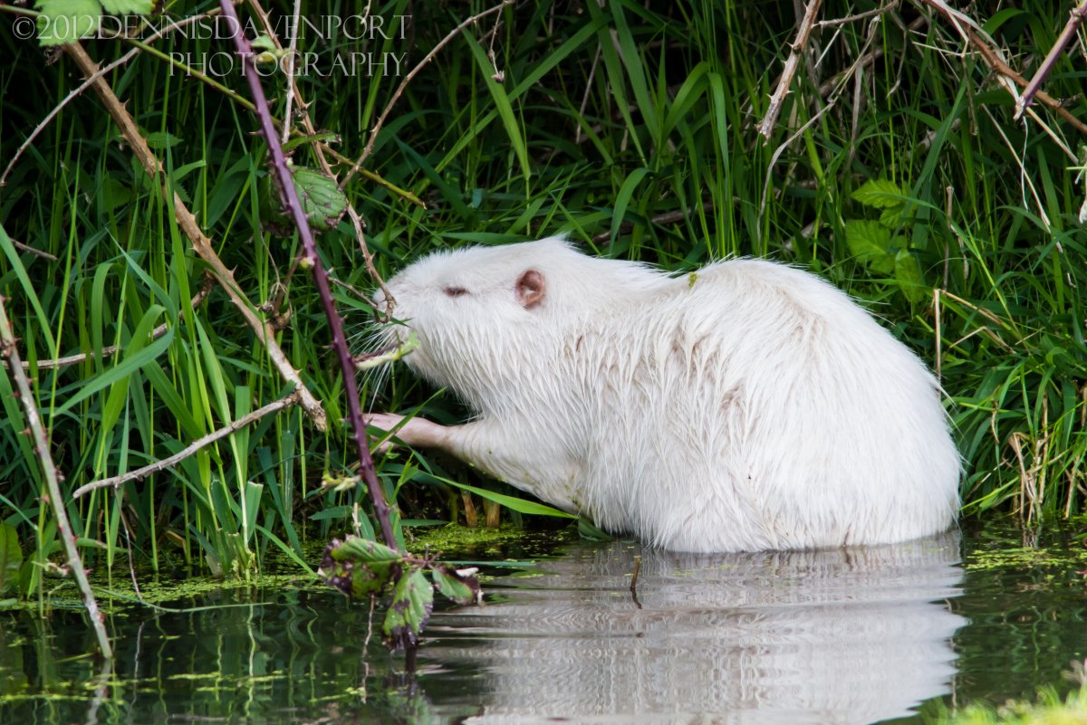 Белая ондатра альбинос