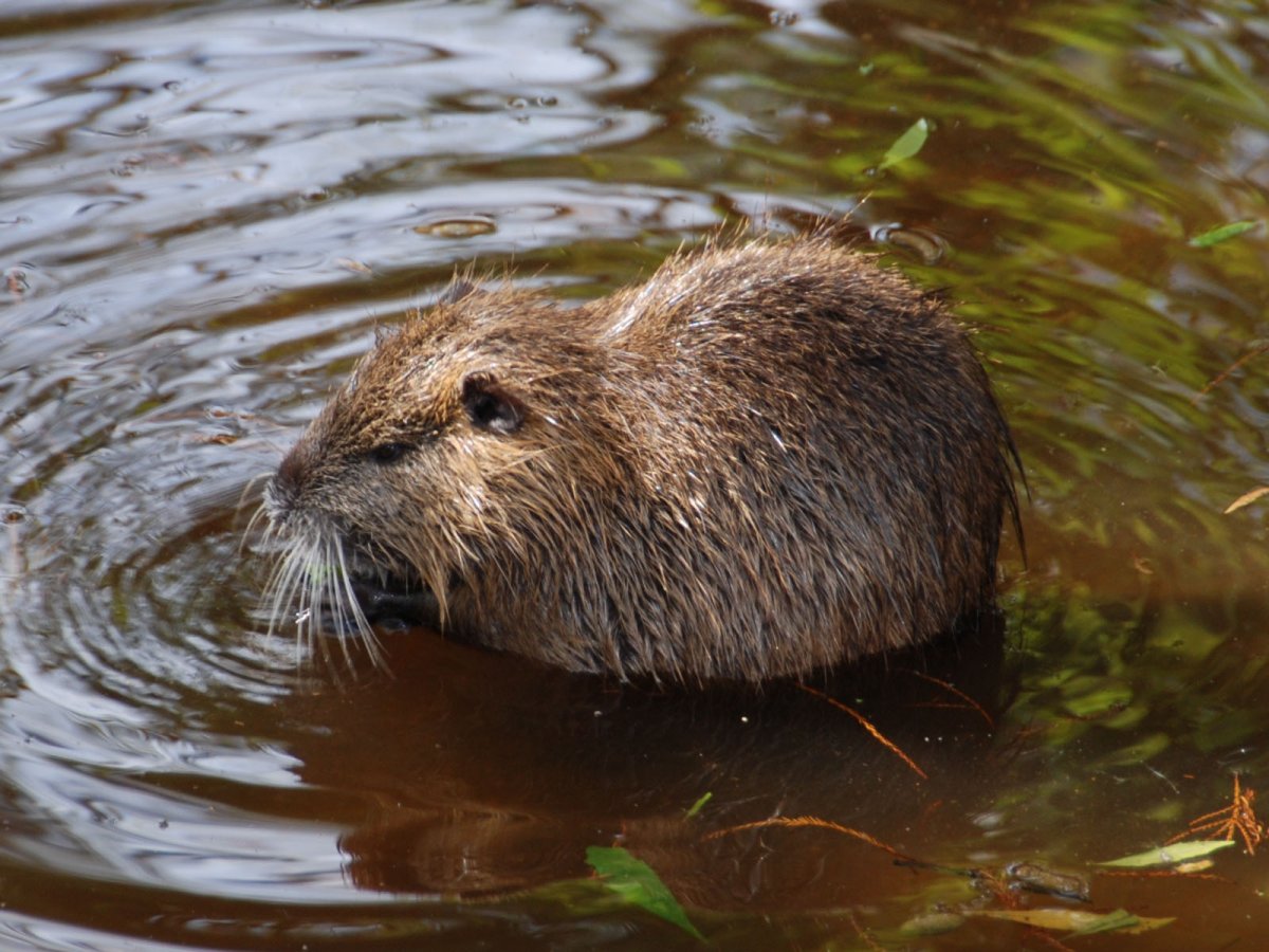 Нутрия хатка