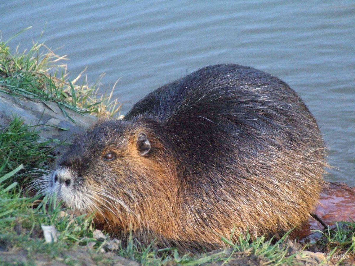 Нутрия и ондатра
