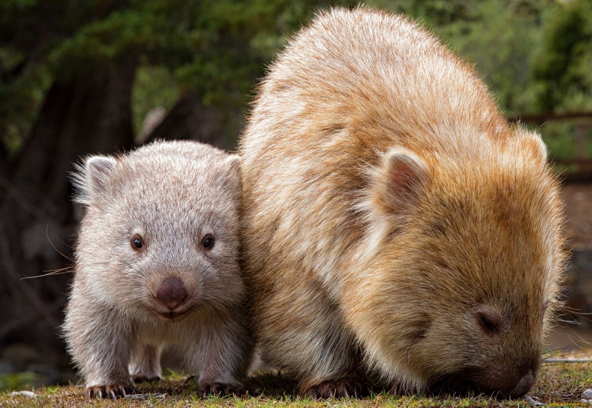 Северный длинношерстный вомбат