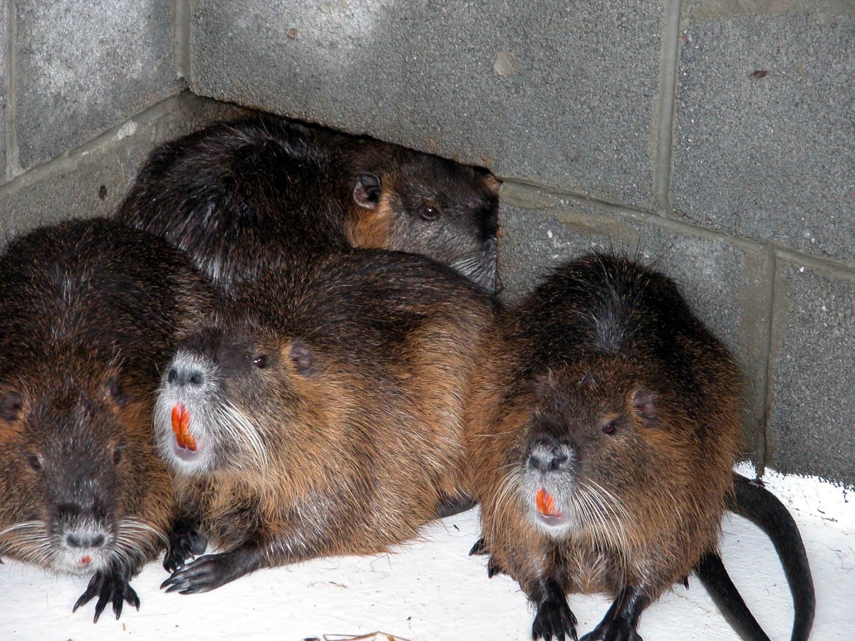 Апельсиновая нутрия