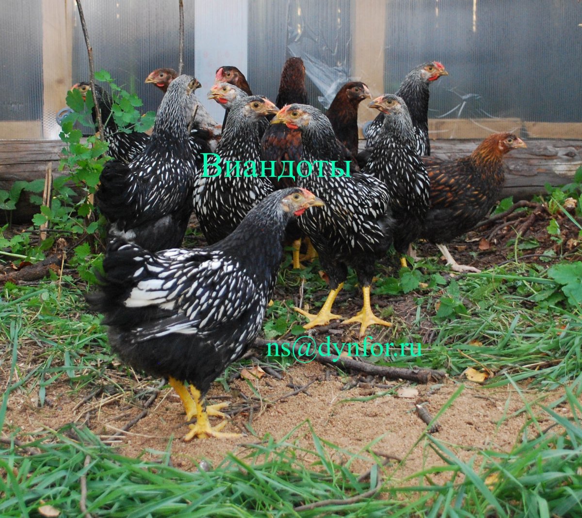 Петух Виандот