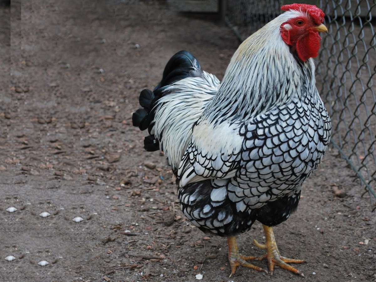 Виандот серебристый черноокаймленный