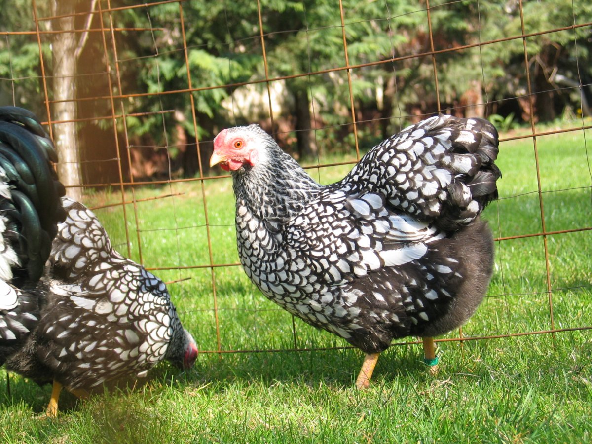 Петух Виандот серебристый