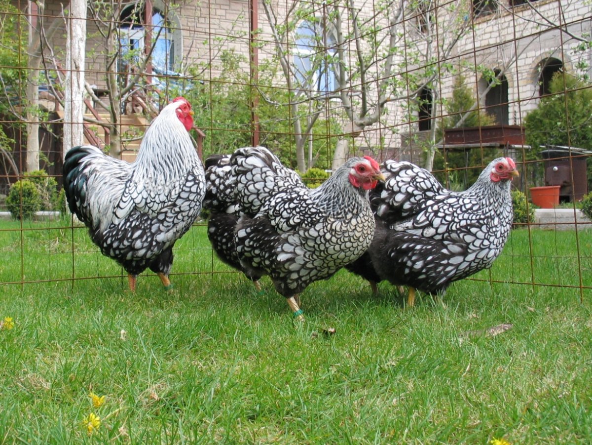 Куры Виандот