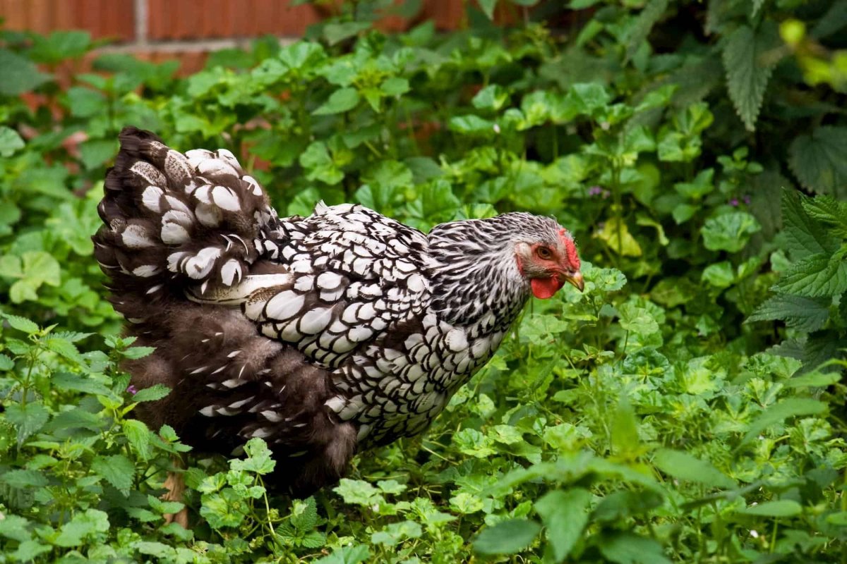 Виандот золотистый порода