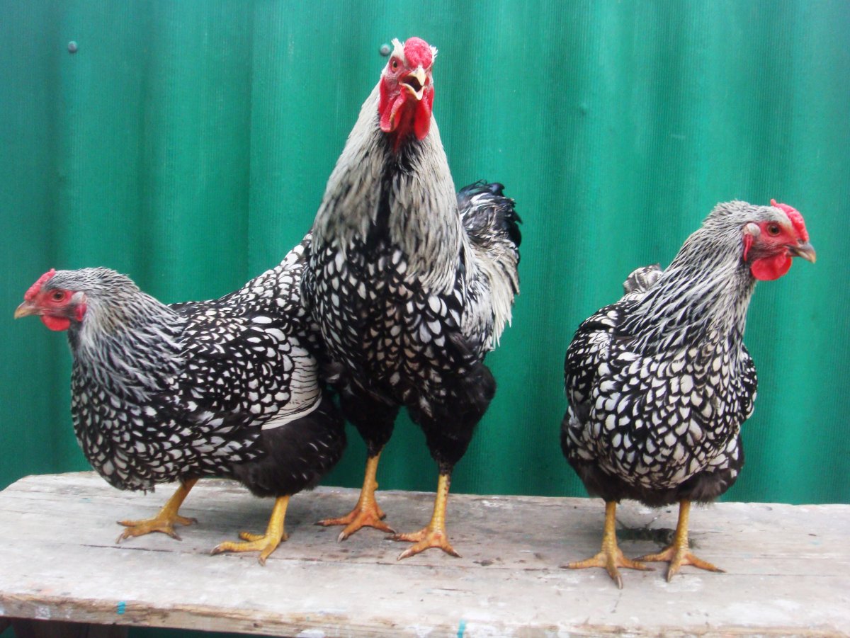 Виандот лавандовый