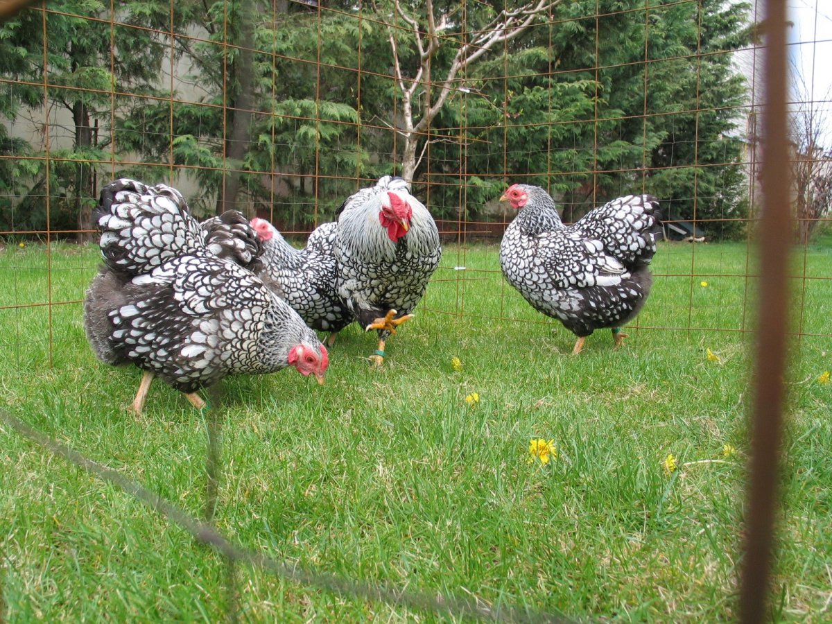 Виандот золотоокаймленный