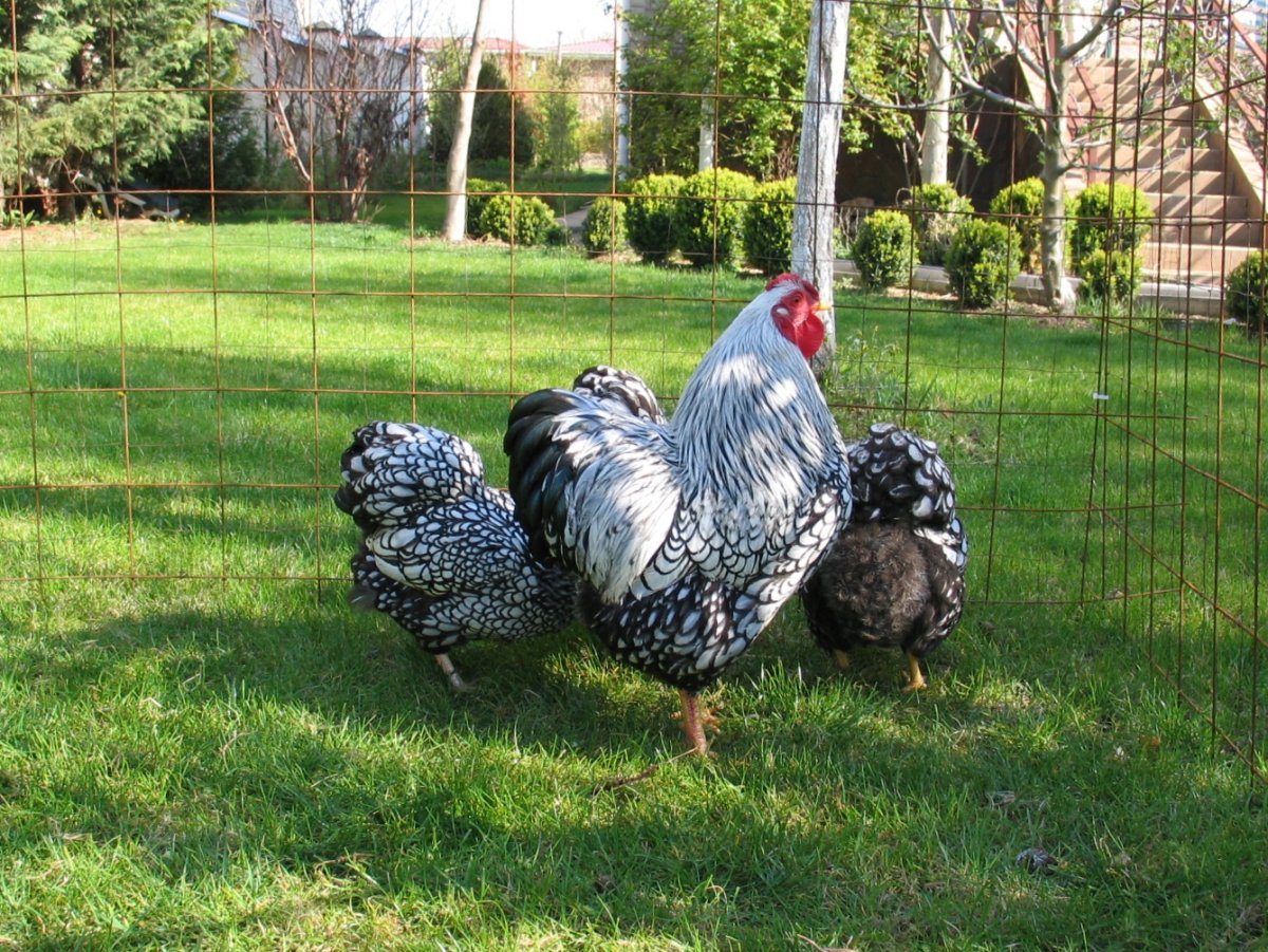 Куры серебристый Виандот