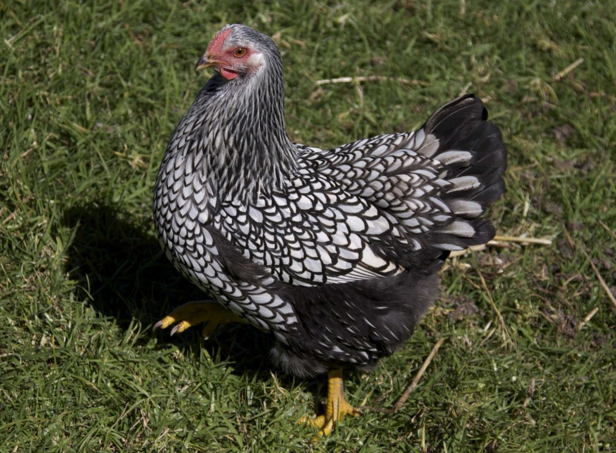 Виандот куропатчатый