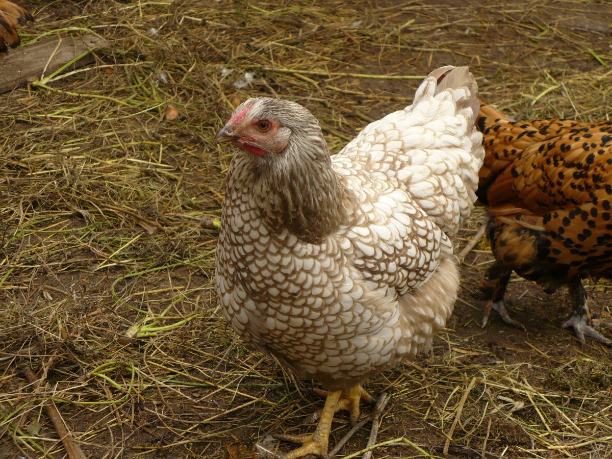 Куры серебристый Виандот