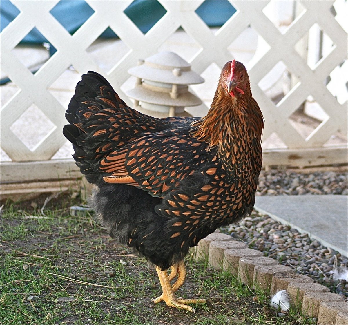 Виандот голубой окаймленный