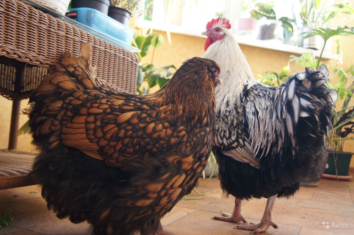 Виандот карликовый петух