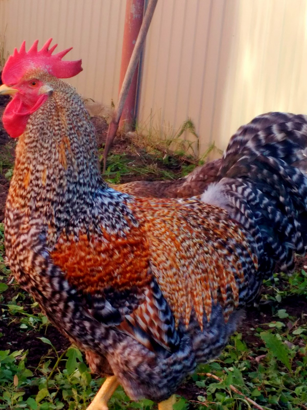 Виандот золотисто окаймленный