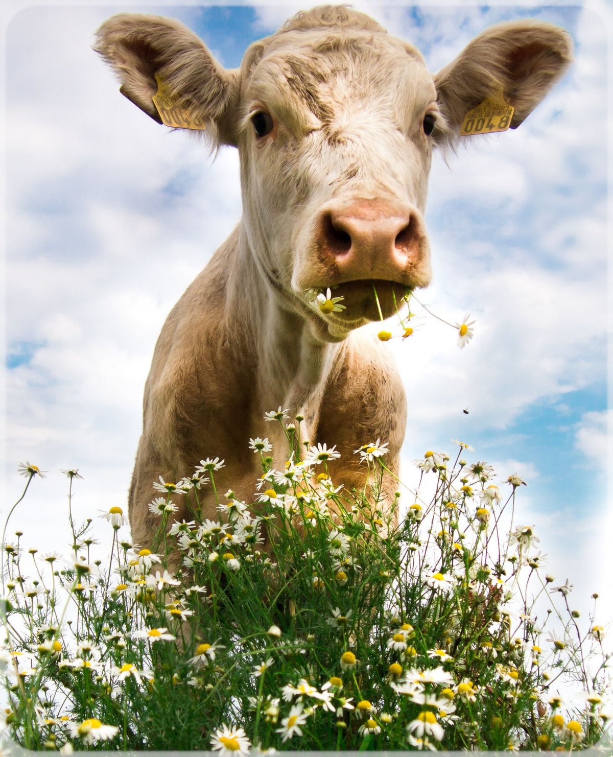 Забавная корова