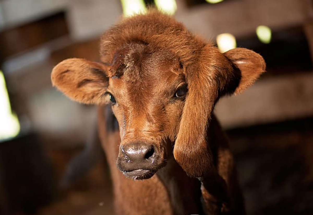 Любопытный теленок