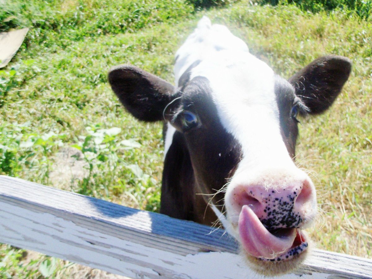 Глупая корова