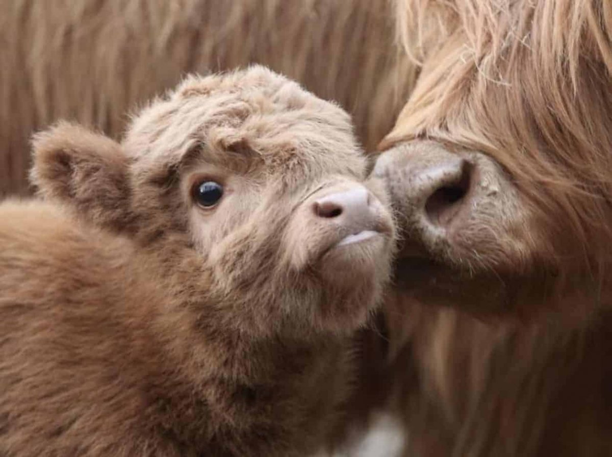 Милая корова