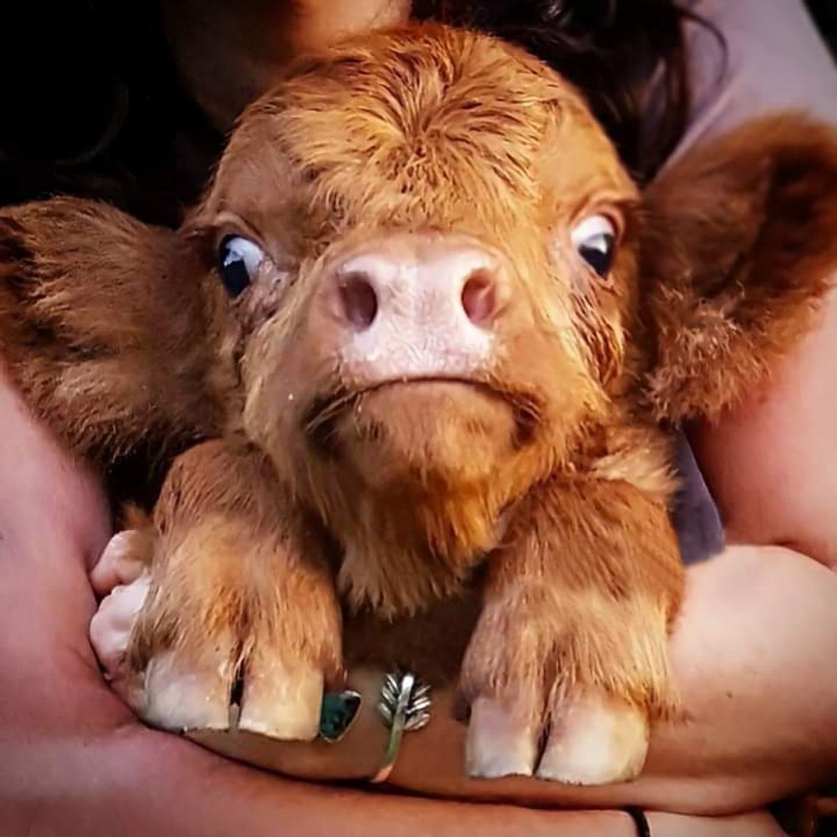 Милый теленок