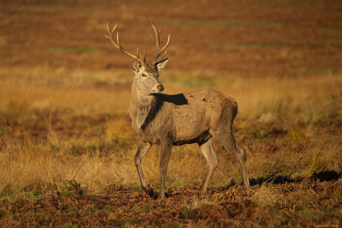 Степной олень