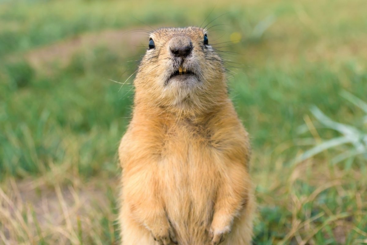 Длиннохвостый суслик