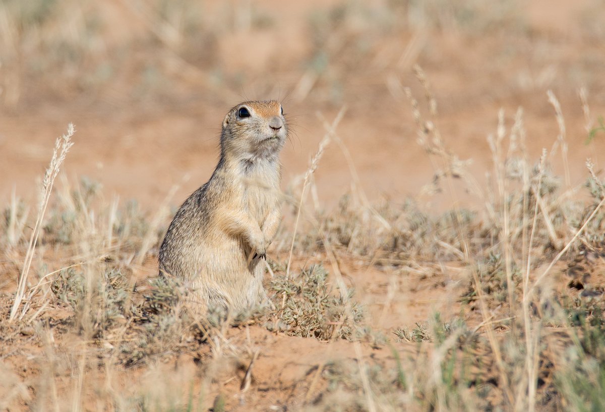 Суслик Степной