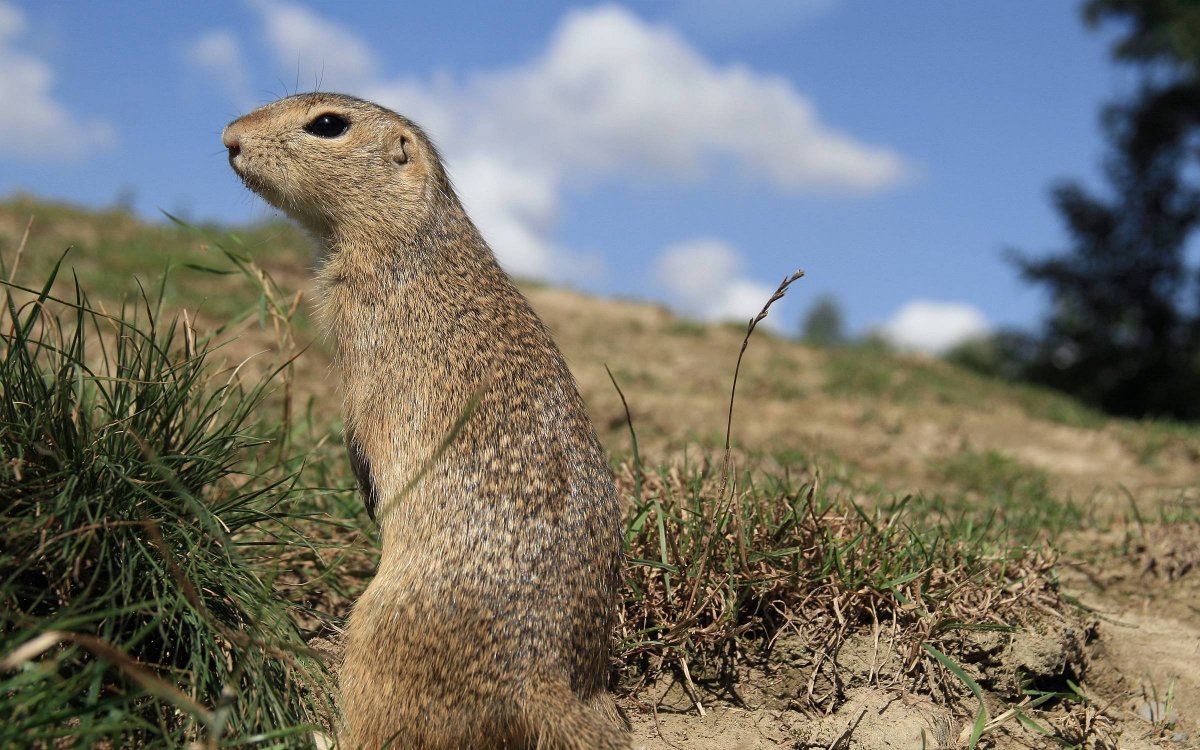 Spermophilus citellus