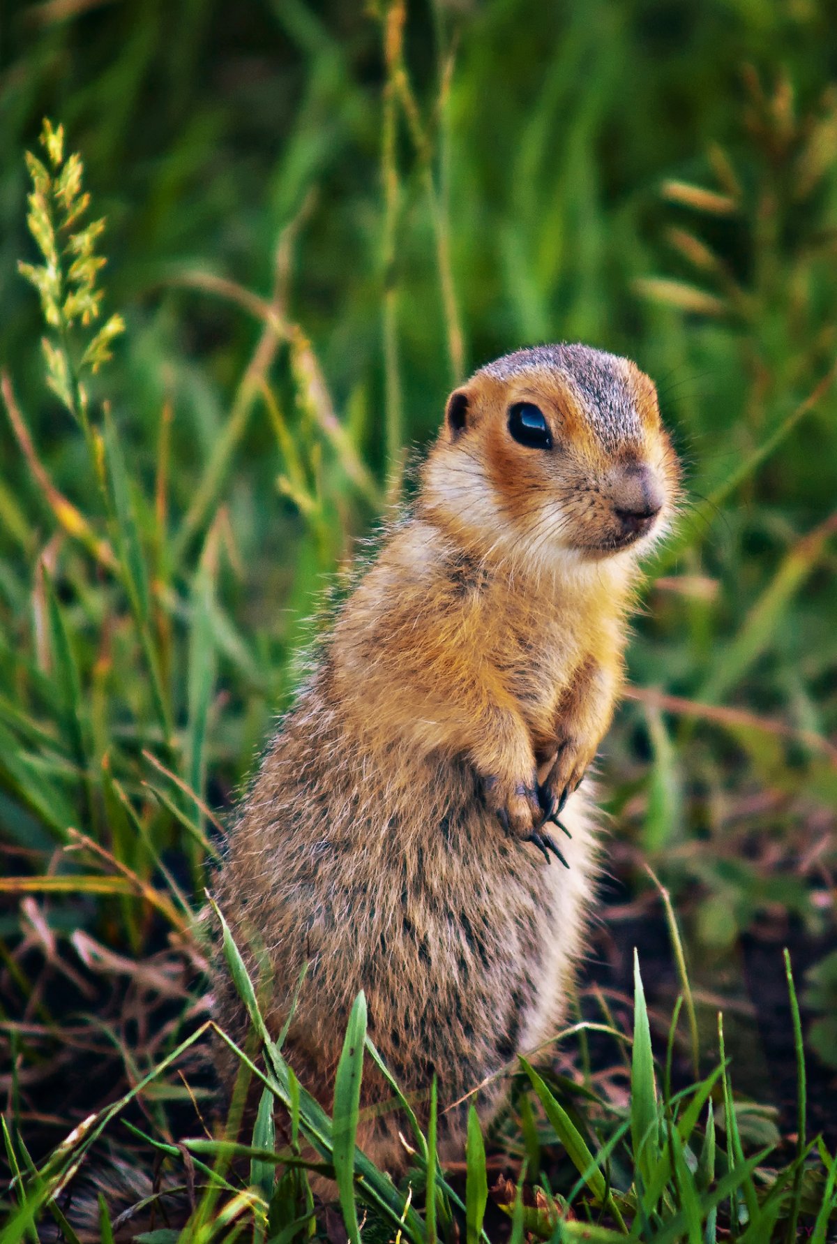 Айдахский суслик
