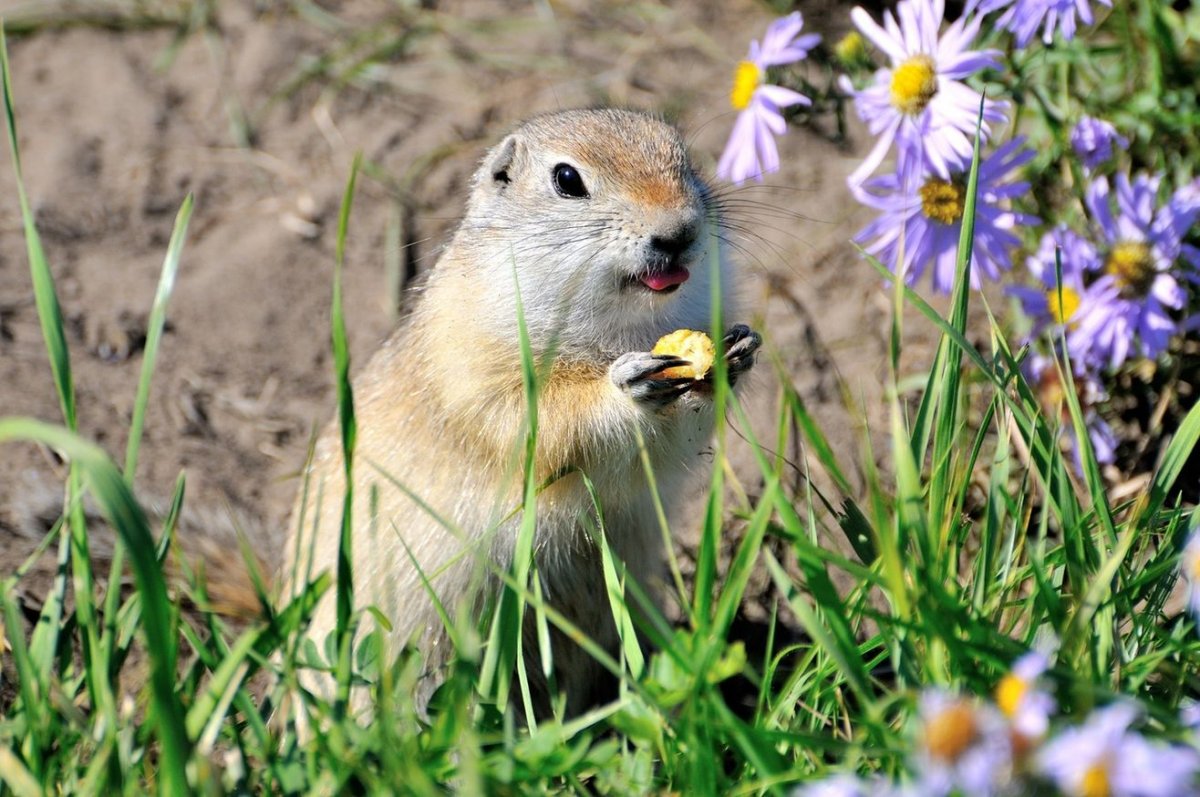 Обитатели Луга суслики