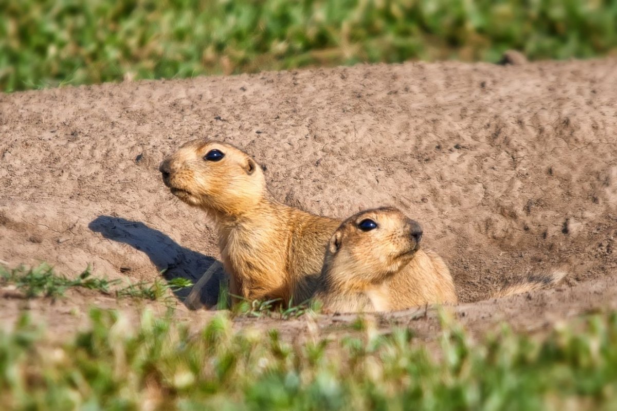 Суслик Степной
