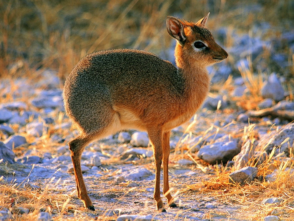 Парнокопытные Австралии