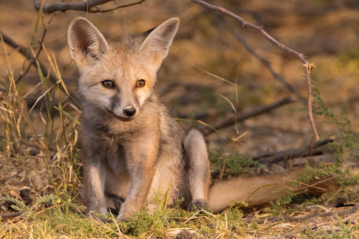 Бенгальская (индийская) лисица