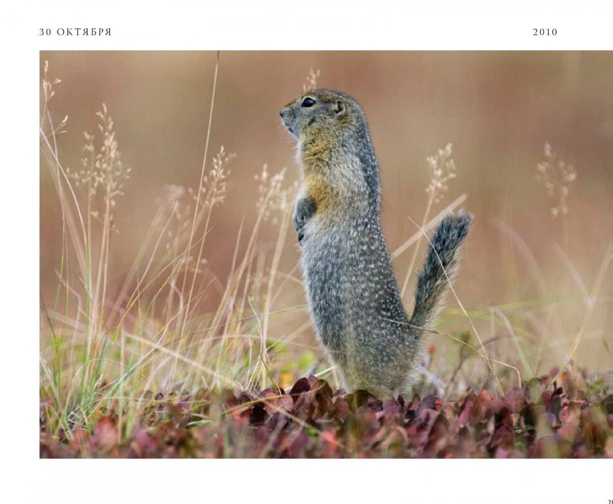 Суслики в Кроноцком заповеднике