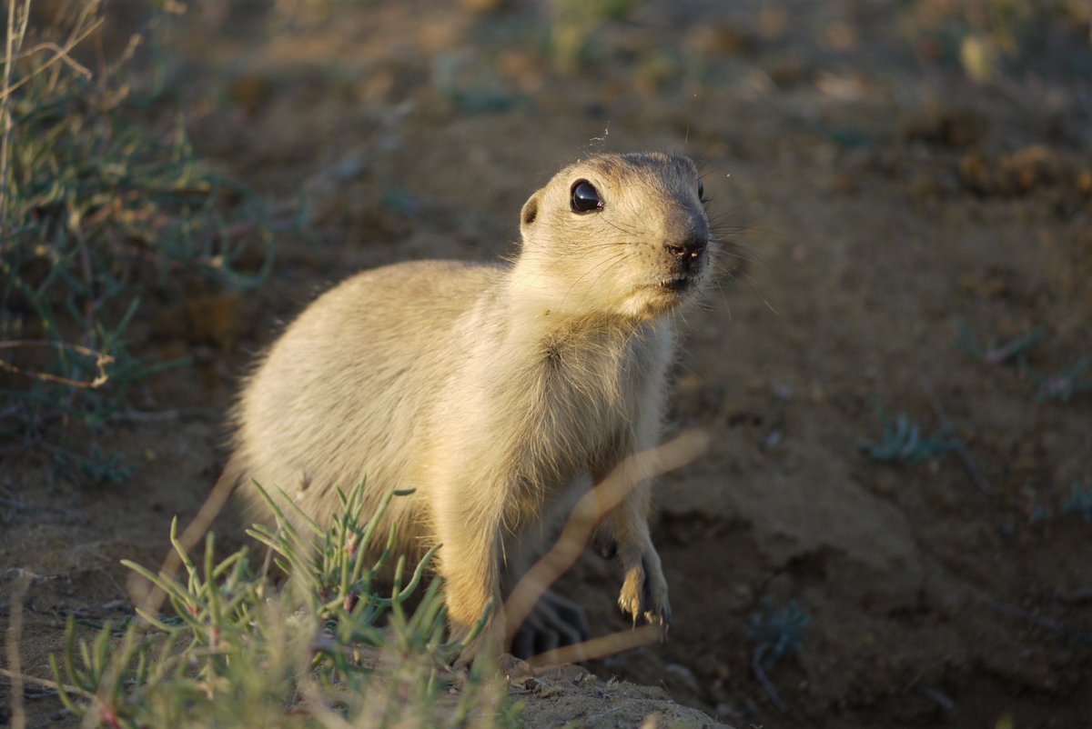 Тонкопалый суслик