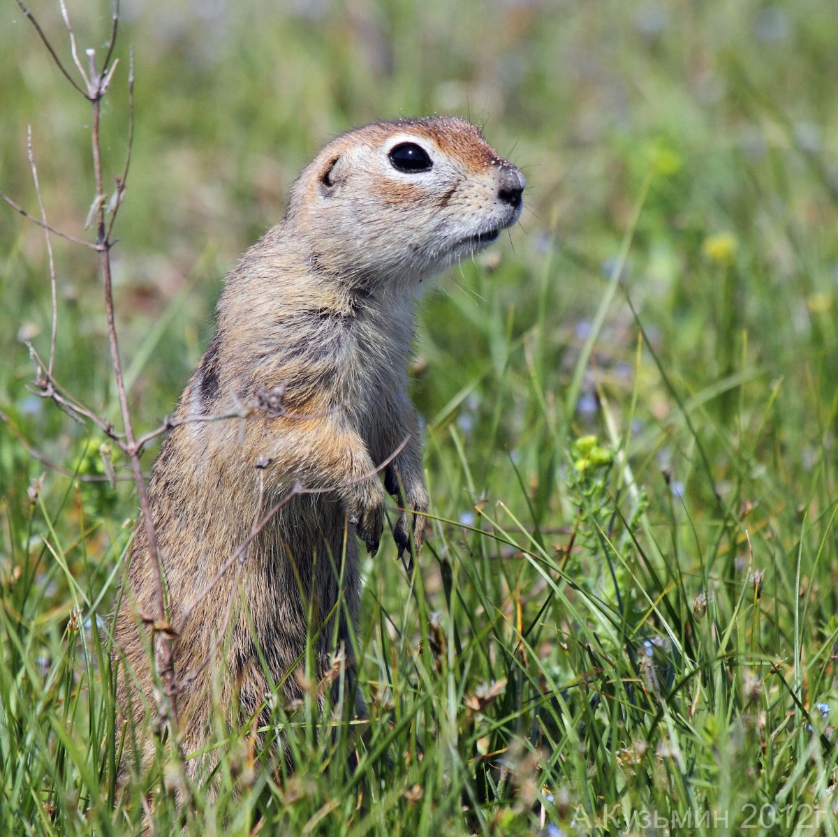 Даурский суслик Spermophilus dauricus