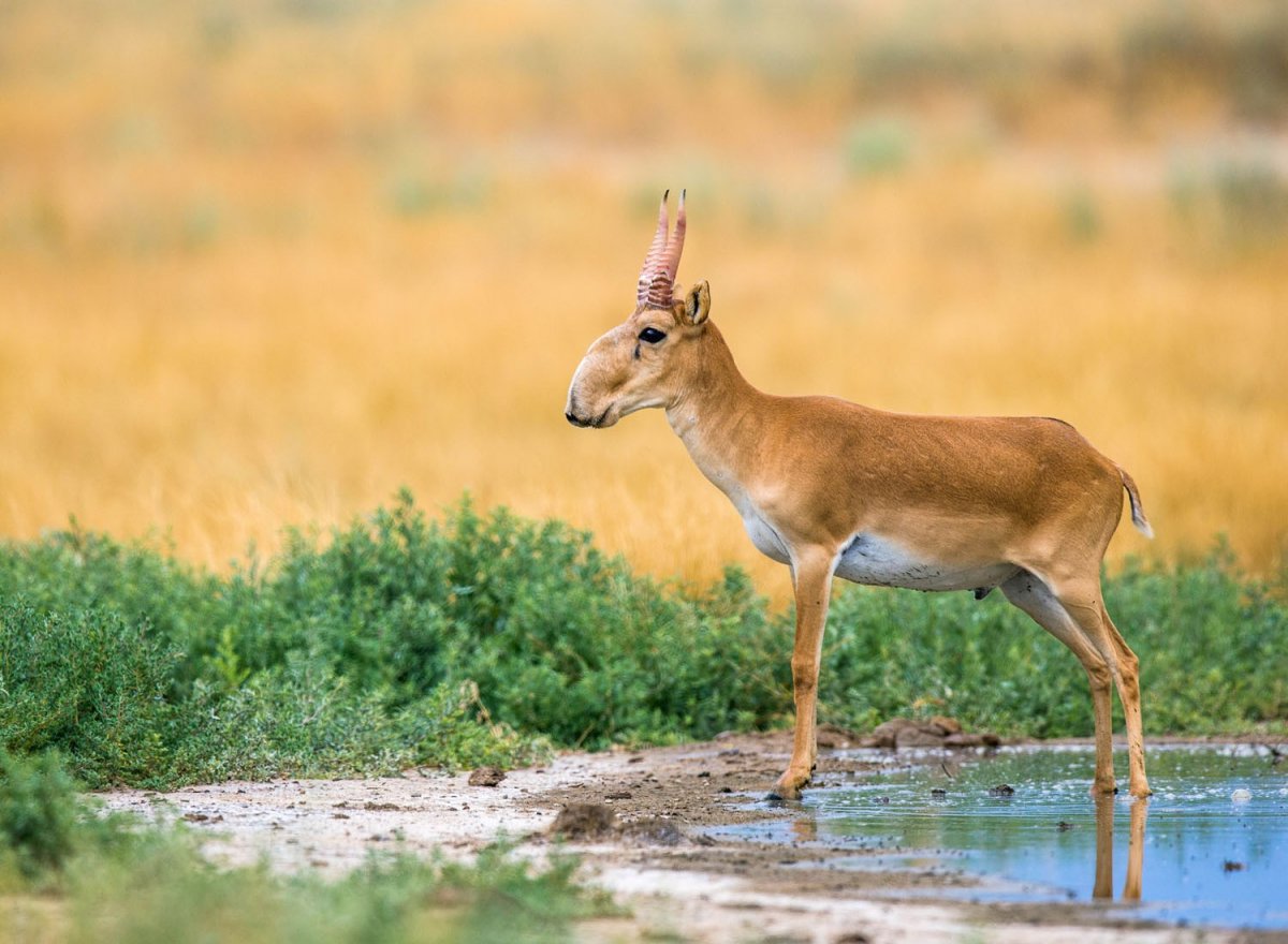 Сайга (Сайгак)