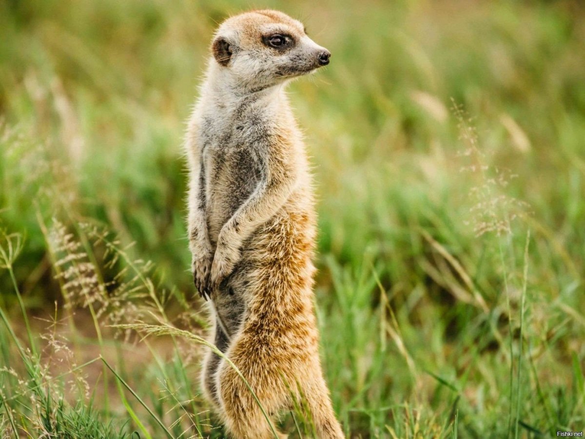 Живая степь