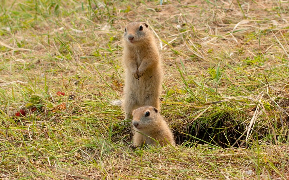 Суслик крапчатый в норе