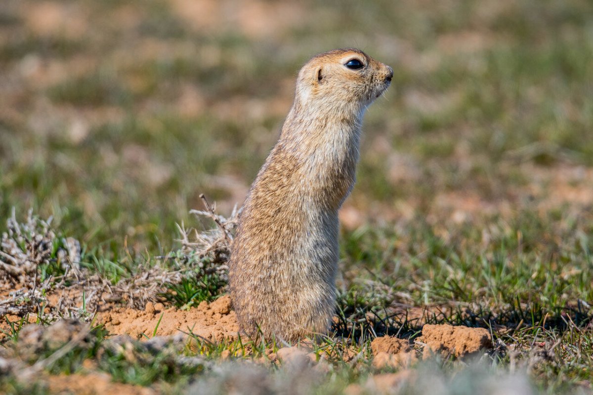 Крымский суслик