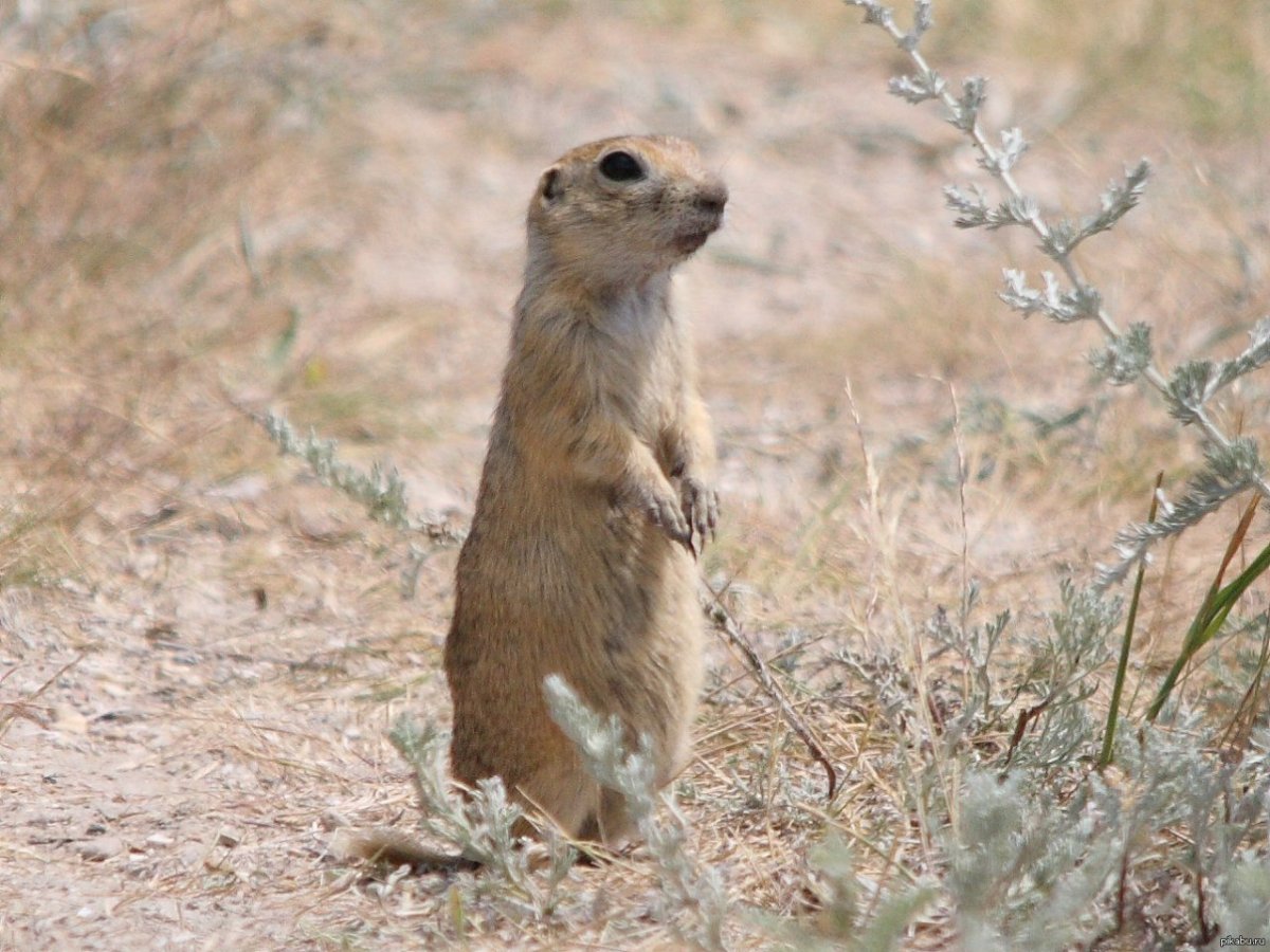 Крымский Степной суслик