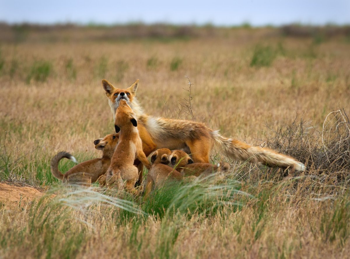 Живая природа степи